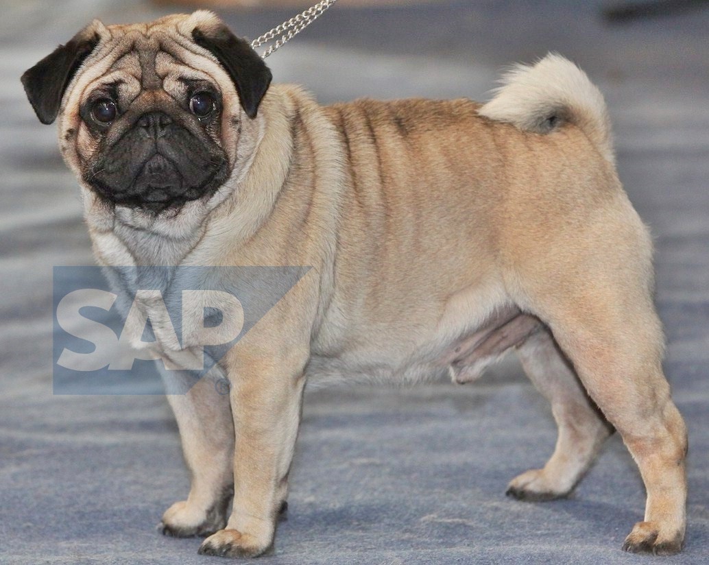 watermarked-pug